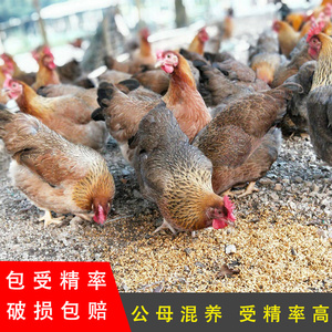 农家清远麻鸡种蛋散养小鸡鸡蛋正宗青脚受精蛋清远鸡可孵化新鲜