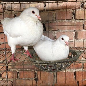 鸽子蛋受精可孵化大体白羽鸽子种蛋银灰肉鸽信鸽青年鸽种鸽
