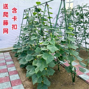 爬藤架花架豆角架黄瓜架子种菜架庭院植物攀爬架户外园艺葡萄架杆