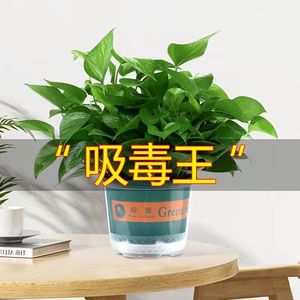 绿萝室内除甲醛植物花卉办公室大盆栽水培绿箩新房家用绿植吸甲醛