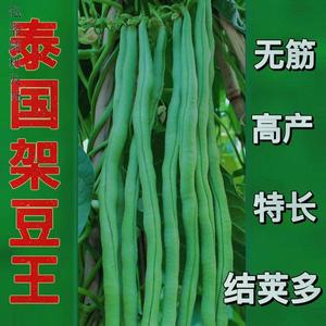 无筋四季豆种孑泰国架豆王春秋季高产长豆角种子爬藤蔬菜种子大全