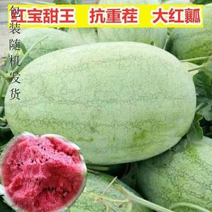 【懒汉大红宝西瓜种子】绿超大超甜大红宝西瓜籽巨型西瓜种籽