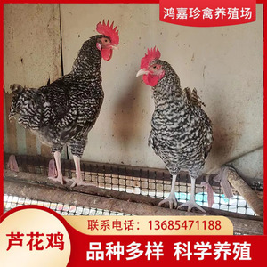 芦花鸡活体 汶上芦花鸡活鸡 可观赏 芦花鸡活  青年养殖技术