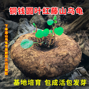 山乌龟植物红藤圆叶金不换绿植爬藤盆景防辐射吸甲醛观叶盆栽多肉