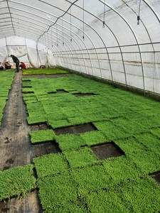 薄雪万年草中华景天黄金佛甲草垂盆草四季常青屋顶绿化苗多肉植物