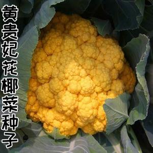 金色花菜种子黄色花椰菜特色稀有金菜花种籽黄色蔬菜四季