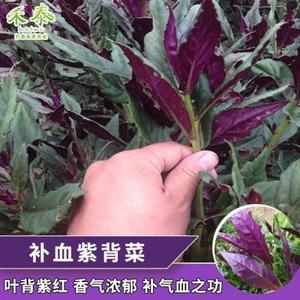 背血菜紫补种子观音菜血皮菜红背菜种子特色保健蔬菜种籽新种