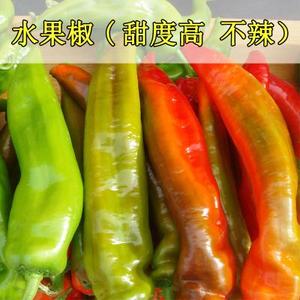 果水椒辣椒种子/种籽 不辣的薄皮南方四季盆栽种植食用蔬菜孑种苗