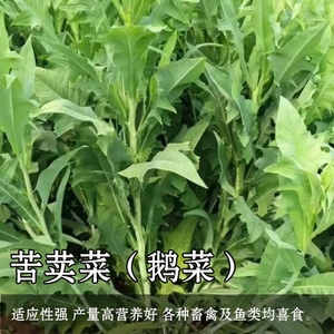 夏季高产牧草种子多年生苦荬菜种子鹅菜种子四季苦麦菜鸡鸭鹅种籽