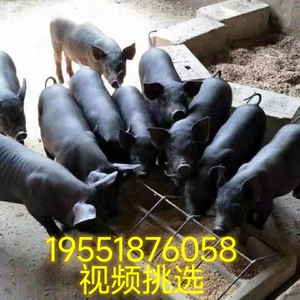 育肥猪崽正宗土黑猪活体猪肉猪食用猪跑山猪土猪大体型猪母猪