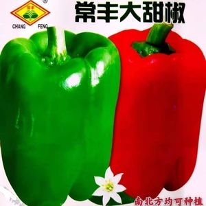 特大青椒种子高产甜椒王种籽灯笼椒春四季播盆栽农家疏菜辣椒种子