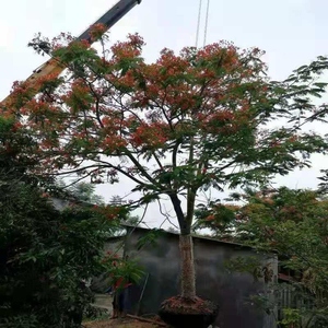 蓝花楹树苗盆栽大树珍贵珍稀名贵凤凰木红花楹树庭院精品优质精选