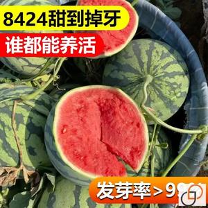 8424西瓜种子麒麟少籽懒汉西瓜特大高产巨型脆甜家庭园艺西瓜种子
