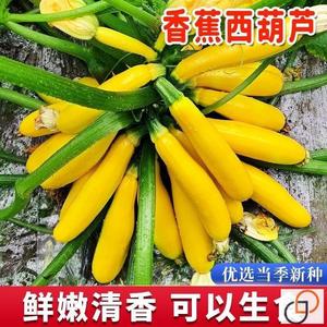 花仙子香蕉西葫芦种子水果型一年四季阳台易种盆栽北方新品种耐寒