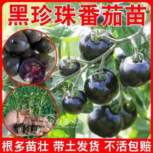 糖水黑珍珠番茄苗秧黑玫瑰黑宝石黑钻圣女果苗种苗西红柿苗盆栽