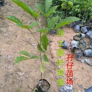 多花黄花泰国金花风铃木 正宗黄花风铃木庭院别墅公路校园种植苗