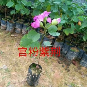 风景树宫粉紫荆花苗名贵紫荆树苗庭院室外公路养护观花树绿植树苗