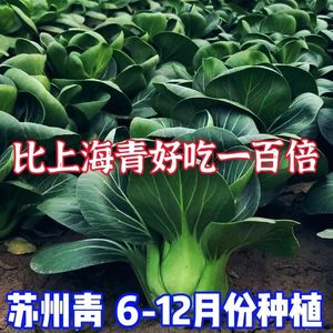 黑叶苏州青种子矮脚青梗菜6-12月份秋冬季耐寒上海青农家自种青菜