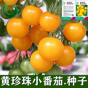 超甜黄珍珠小番茄种子黄樱桃番茄蔬菜种子小黄番茄姑娘柿子菇娘果