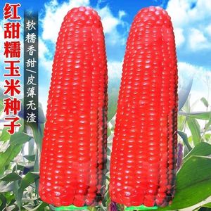 红粘大棒红香糯鲜食水果玉米种子春秋四季播种蔬菜种子红玉米种子