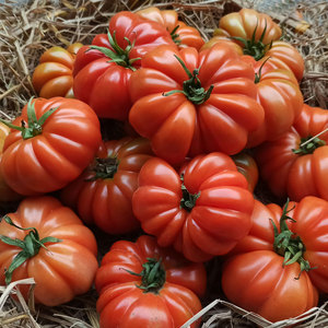 马蹄番茄种子传家宝大西红柿种籽杂交牛排大番茄秧苗四季蔬菜种孑