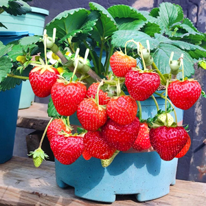 草莓苗四季牛奶冬季室内阳台种植盆栽食用奶油红颜带土带盆苗种子