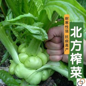 榨菜种子北方陪陵特大疙瘩榨菜高产一年四季新鲜蔬菜种子根用芥菜
