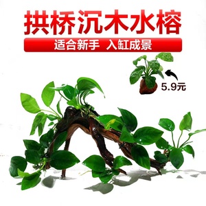 榕树水榕沉木懒人水草鱼缸造景新手增氧淡水活体植物阴性草火山石