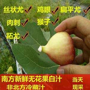 新鲜无花果白汁药用原浆乳液汁液树茎叶枝汁扁平猴子产地现挤包邮