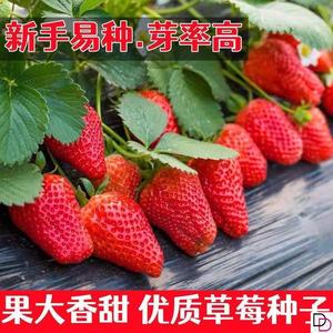 奶油草莓种子四季结果好养易活阳台庭院蔬菜水果盆栽水果大果种子