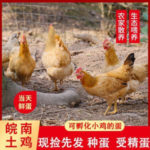 皖南土鸡草鸡苏北土鸡种蛋受精蛋可孵化小鸡种蛋受精蛋黄羽脚散养