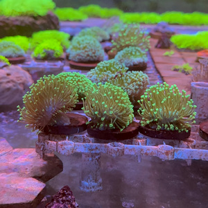 荧光圣诞树珊瑚白花皮珊瑚荧光密须皮荧光笔荧光二绿长须活体珊瑚