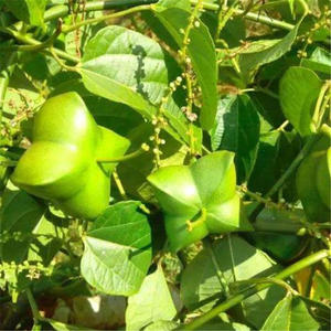 散装印加果种子南美油藤药材星油藤食用保健印奇果印加花生种子