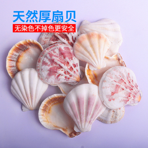 天然贝壳海螺3-5厘米白色厚扇贝鱼缸水族箱造景手工风铃工艺材料