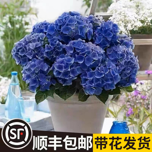 绣球花苗无尽夏四季开花绣球花盆栽带花庭院花卉植物室内花带花苞