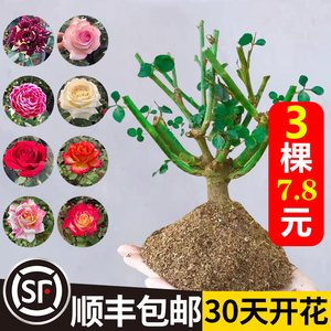 3棵 玫瑰花苗四季开花盆栽花卉室内花月季花树苗特大花好养老桩苗