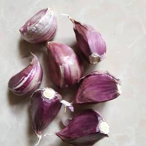 紫皮红皮蒜瓣粒种子2024紫皮蒜纯手工剥可吃可做种红硬叶出蒜苔