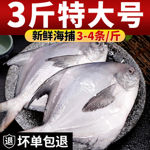 鲳鱼新鲜冷冻银鲳鱼特大号鲜活白鲳鱼海鱼平鱼非金昌鱼海鲜水产