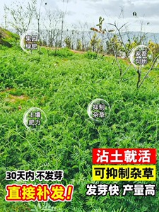 果园绿肥种籽光叶紫花苕种籽毛苕子种子养蜂蜜源植物牧草草籽包邮