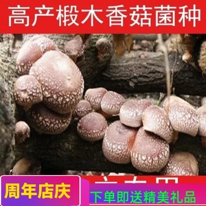 椴木香菇菌种菇种种子椴木黑木耳灵芝平菇菌种菌包冬菇木头李子