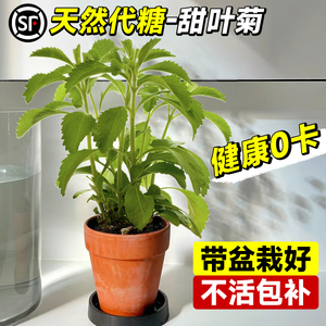 天然甜叶菊苗盆栽可食用花卉植物迷迭香家里室内阳台绿植四季好养