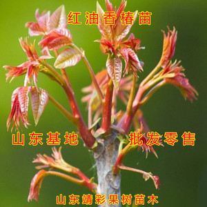 红油香椿树苗南方北方种植庭院盆栽地栽香椿芽四季树绿油香椿果树