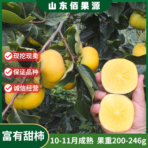 日本脆甜柿树苗嫁接富有甜柿子树苗地栽免脱涩南北方种植当年结果