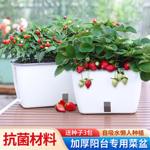 家用阳台专用种菜盆盆种植箱塑料花盆自吸水户外草莓盆栽专用盆