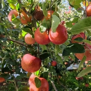 大凉山盐源红将军苹果泸沽湖畔丑苹果当季新鲜水果不打蜡不套袋