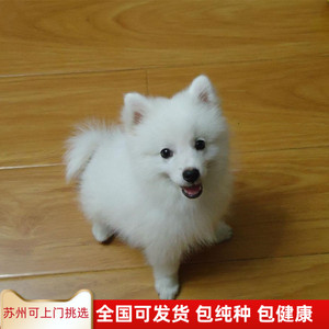 纯种银狐犬幼犬活体宠物狗日本尖嘴犬纯种狐狸狗白色小型犬活体狗