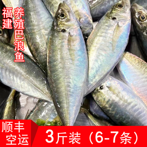 福建生态养殖土豪巴浪鱼新鲜竹筴鱼3斤6-7条盐焗刺身鲜活海鲜海产