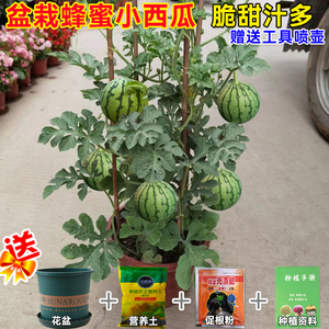 盆栽小西瓜种籽8424拇指西瓜种子麒麟阳台番茄水果种孑高产四季播