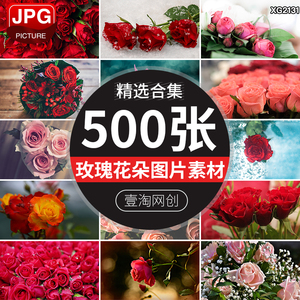 玫瑰花朵花簇植物花卉红玫瑰花粉色浪漫花束鲜花背景摄影图片素材