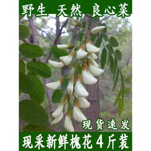 2024新鲜洋槐花现摘现发山野菜应当季蔬菜杨槐树花骨朵苞河南特产